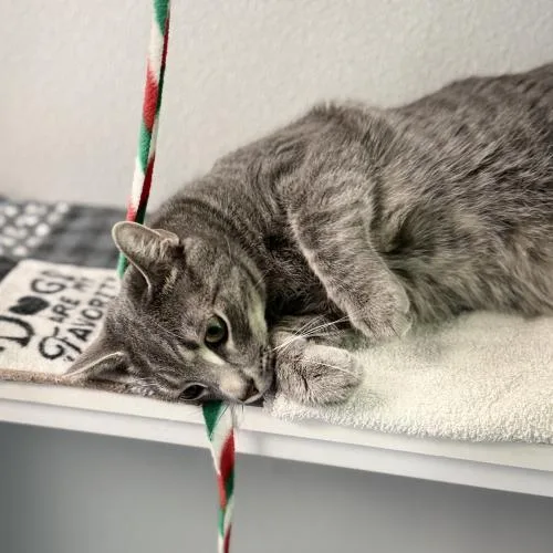 Loki