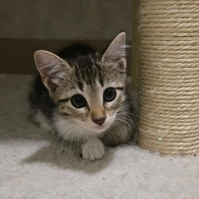A baby small-sized male Tabby (Gray / Blue / Silver) Domestic Short Hair cat named Lefty for adoption in Mansfield, TX