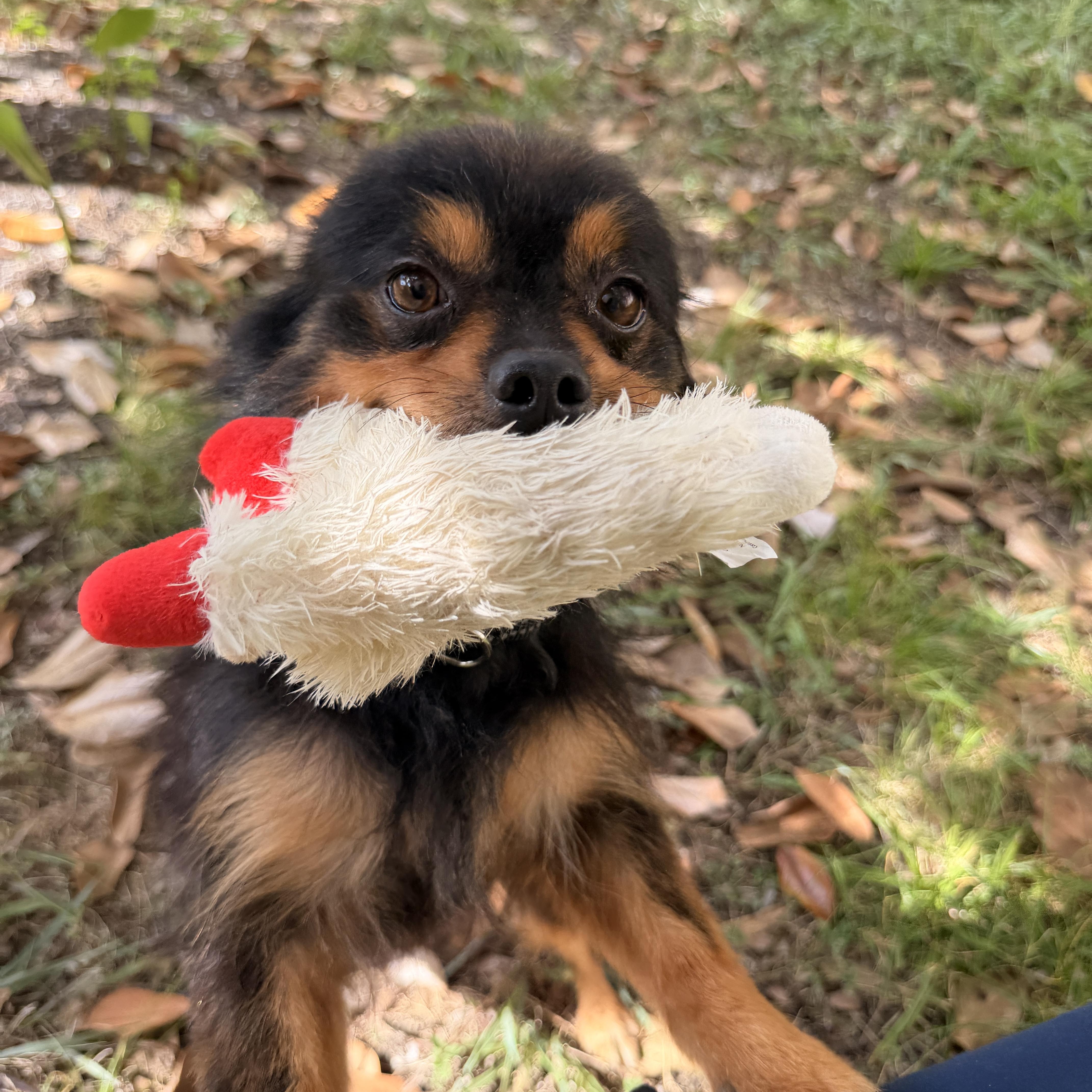 Oso