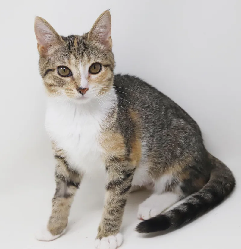 A baby small-sized female Torbie cat named Mouse is a mushball for adoption in Bedford Hills, NY