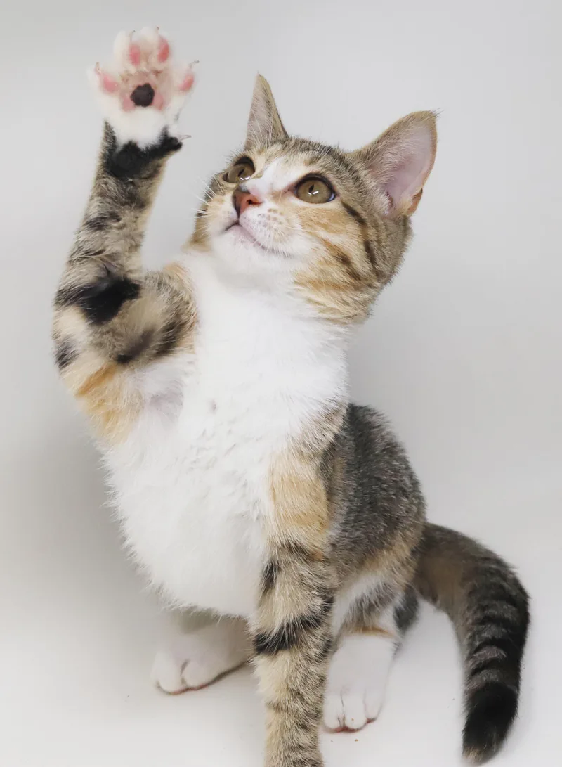 Mouse is a mushball thumbnail 3