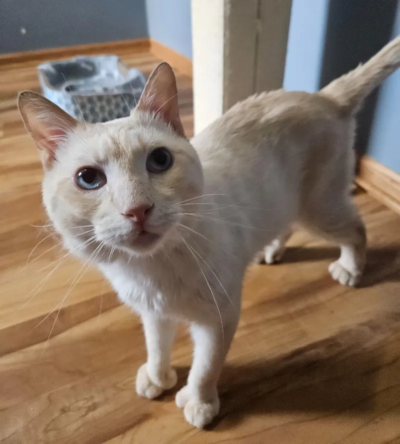 An adult large-sized male Domestic Short Hair cat named Tucker for adoption in Minneapolis, MN