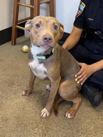 A baby medium-sized female Brown / Chocolate Pit Bull Terrier dog named Serena for adoption in Cleveland, OH
