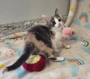 A young medium-sized female Domestic Short Hair cat named Rapunzel for adoption in Bucyrus, OH