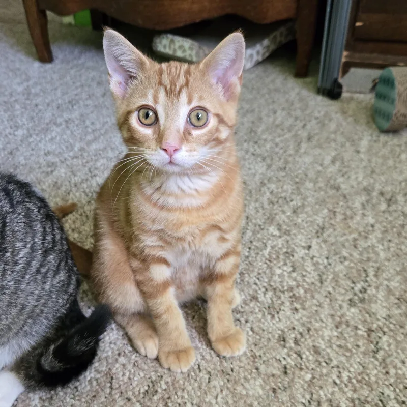 A baby medium-sized male Orange / Red Domestic Short Hair cat named Peanut Butter Cup for adoption in Swartz Creek, MI