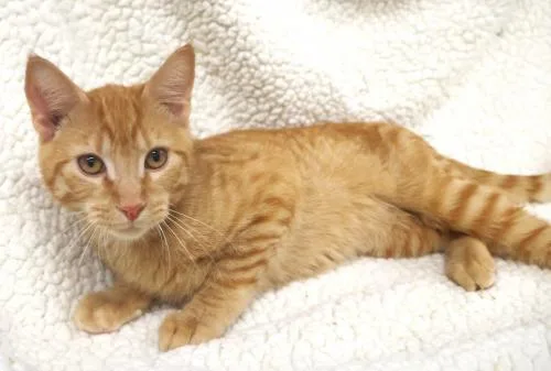 A young medium-sized male Domestic Short Hair cat named Sunshine for adoption in Thief River Falls, MN