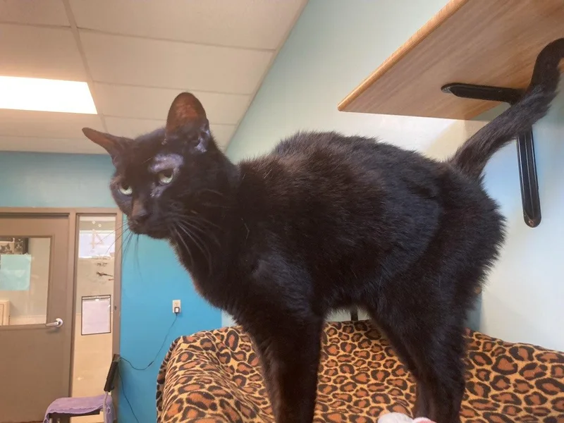 An adult medium-sized male Black Domestic Short Hair cat named Baxter for adoption in Cincinnati, OH
