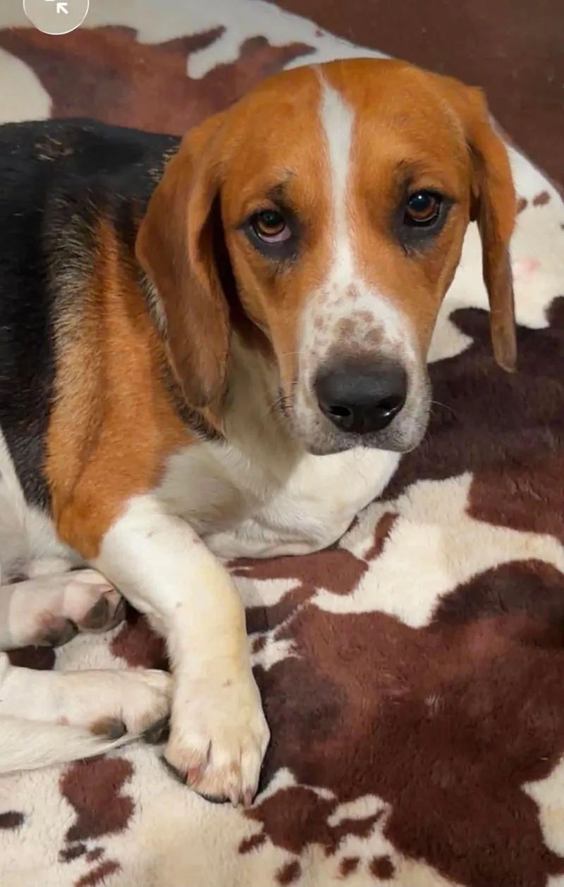 A young medium-sized female Tricolor (Brown, Black, & White) Beagle dog named Diamond for adoption in Stoughton, MA