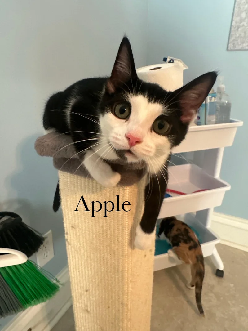 A baby medium-sized male Black & White / Tuxedo Domestic Short Hair cat named Apple for adoption in Cincinnati, OH