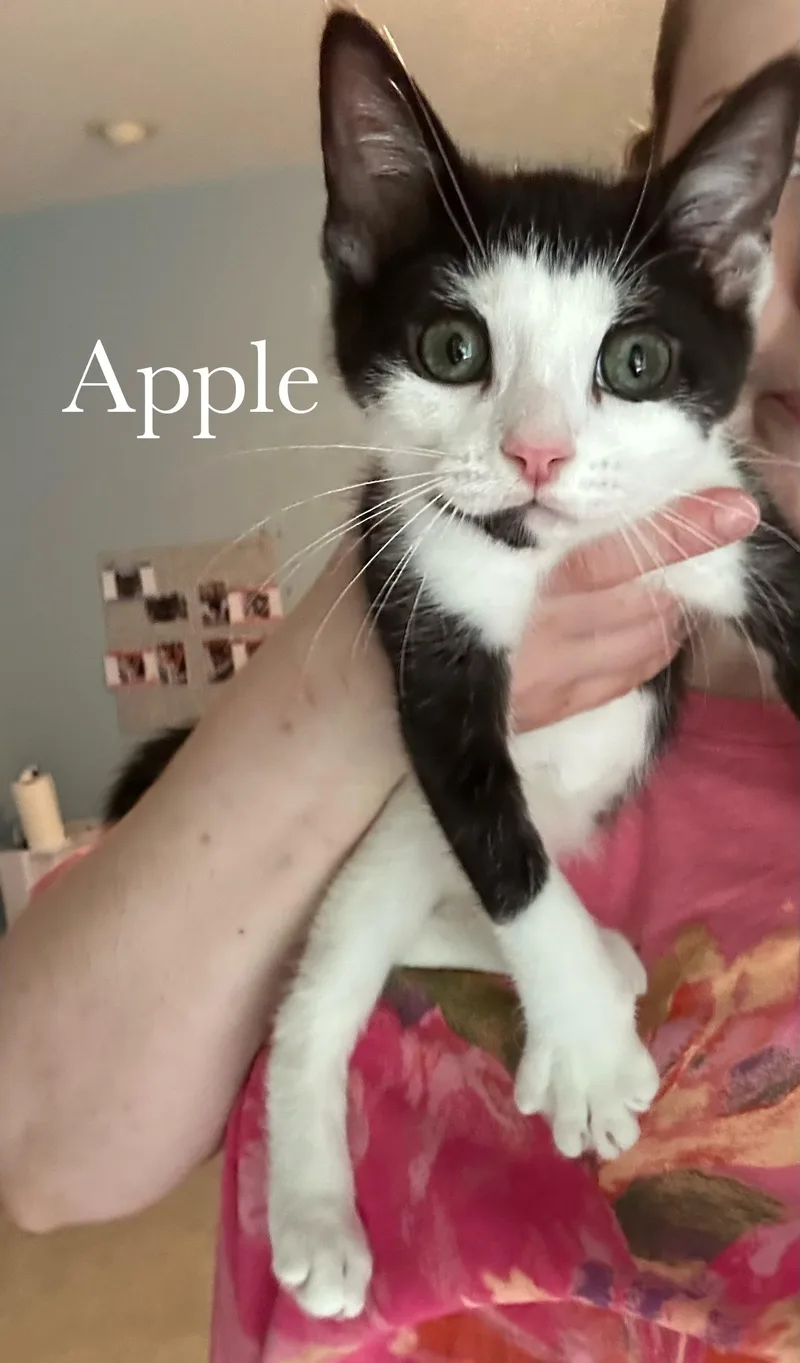 Apple thumbnail 2