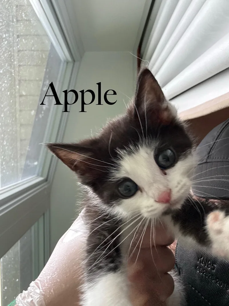 Apple thumbnail 3