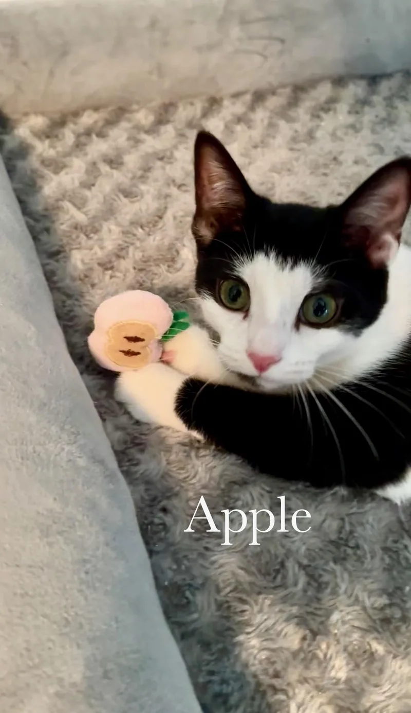 Apple thumbnail 5