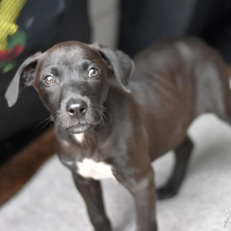 A young medium-sized female Black Labrador Retriever dog named Lucille for adoption in Cleveland, TX