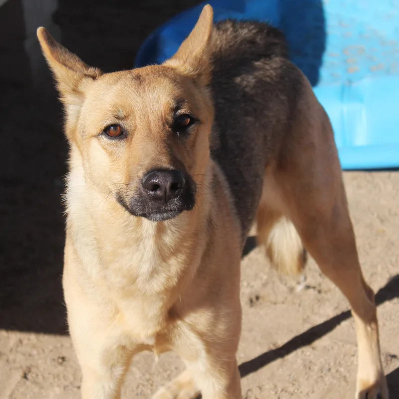 An adult medium-sized female Shepherd dog named Juniper for adoption in Yucca Valley, CA