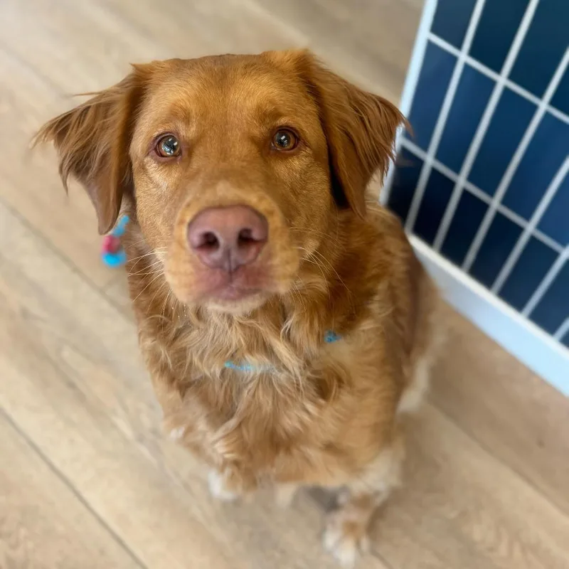 An adult large-sized female Red / Chestnut / Orange Australian Shepherd dog named Peach for adoption in Chesapeake, VA