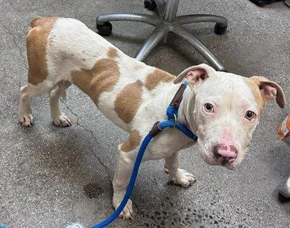 An adult medium-sized female Pit Bull Terrier dog named Maluhia for adoption in Honolulu, HI