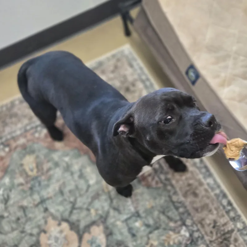 An adult medium-sized female Black Pit Bull Terrier dog named Giggles McDimples for adoption in Xenia , OH