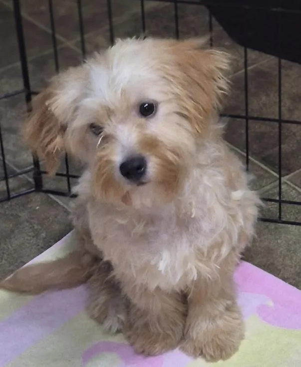 A young small-sized male Apricot / Beige Maltipoo dog named Kai for adoption in Los Angeles, CA