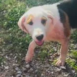A young small-sized male White / Cream Mixed Breed dog named Bodi for adoption in Tupelo, MS