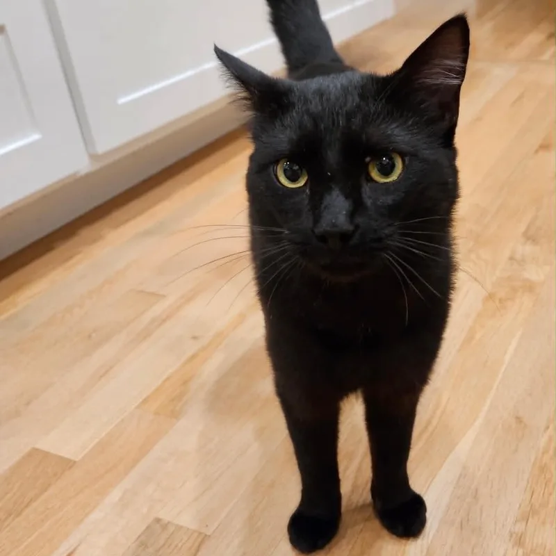 Handsome Andy