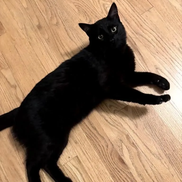 Handsome Andy thumbnail 4