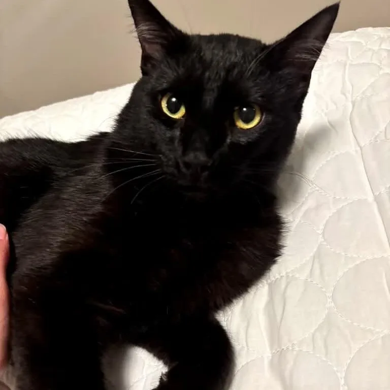 Handsome Andy thumbnail 5