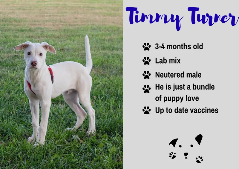 A baby medium-sized male White / Cream Labrador Retriever dog named Timmy Turner for adoption in Junction City, KS
