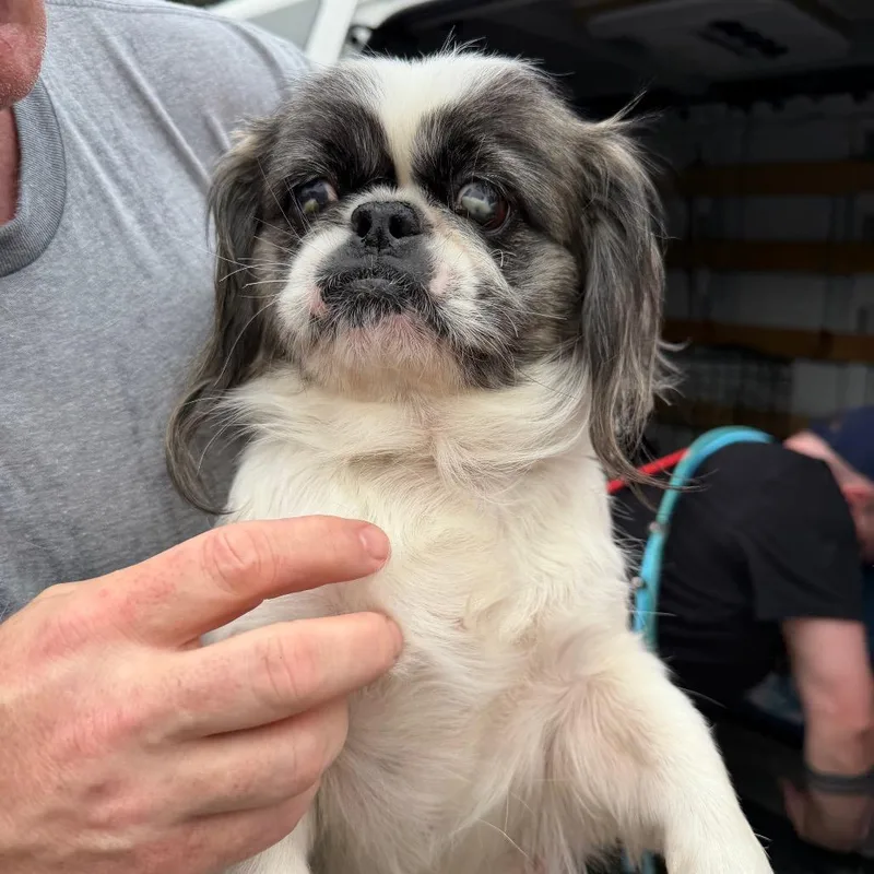 An adult small-sized female Sable Pekingese dog named Ramona for adoption in Northbrook, IL