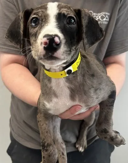 A baby large-sized female Shepherd dog named Millie for adoption in West Chester, PA