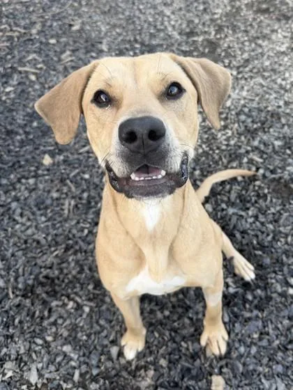 An adult medium-sized female Retriever dog named Abby Whelan for adoption in Atlanta, GA