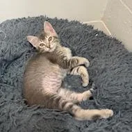 A baby small-sized female Domestic Short Hair cat named Willow for adoption in Buellton, CA