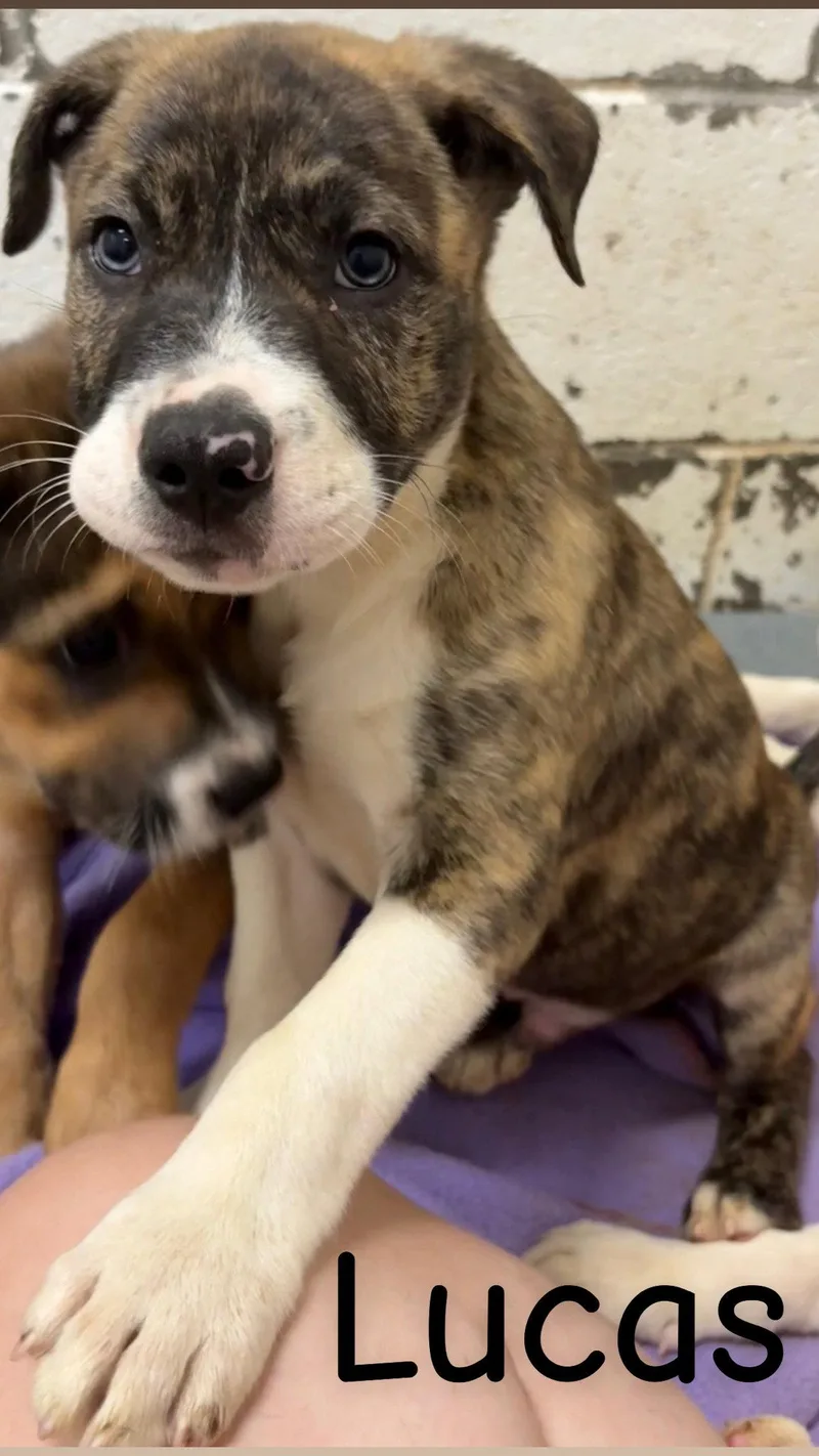 A baby large-sized male Pit Bull Terrier dog named Lucas for adoption in Wetumpka, AL