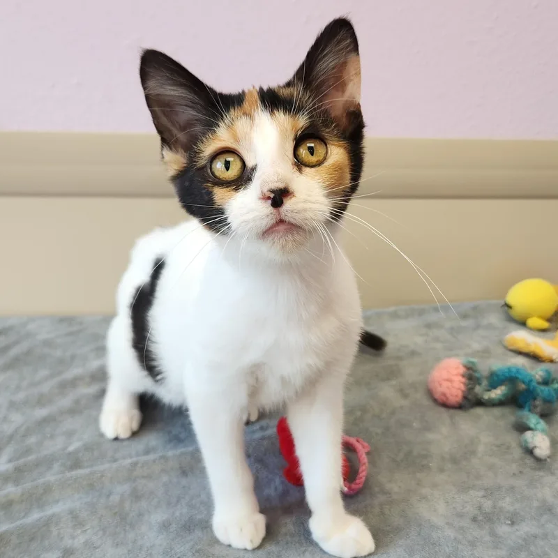 A baby medium-sized female Calico cat named Pippi for adoption in Marshfield, WI