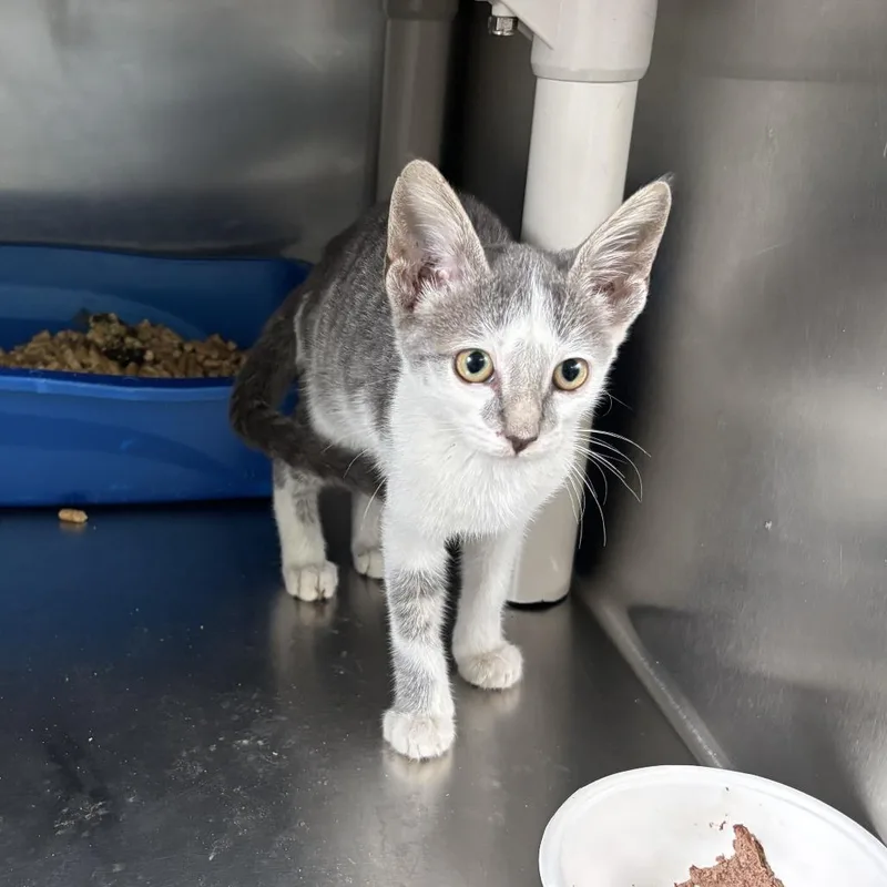 A baby small-sized female White Domestic Short Hair cat named Jaded for adoption in Carencro, LA