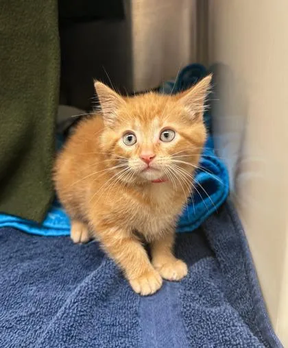 A baby small-sized female Domestic Short Hair cat named Ethel for adoption in Westland, MI