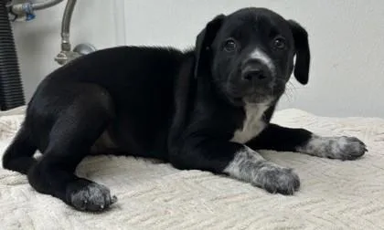 A baby medium-sized female Siberian Husky dog named Princess Kenny for adoption in Phoenix, AZ