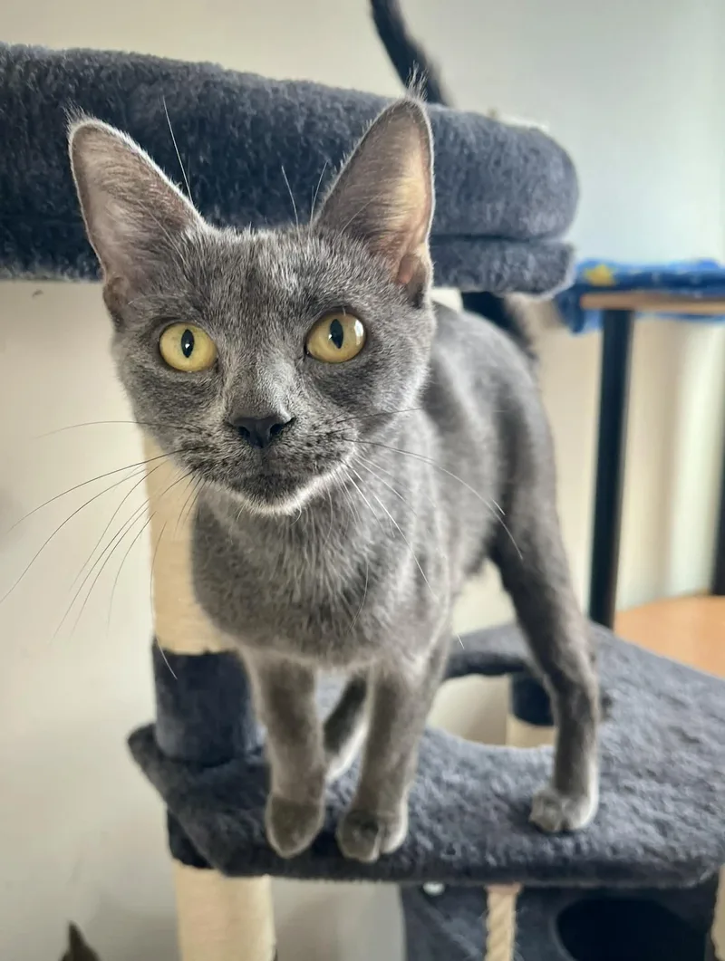 A young medium-sized female Gray / Blue / Silver Domestic Short Hair cat named Meredith Gray for adoption in Kalamazoo, MI