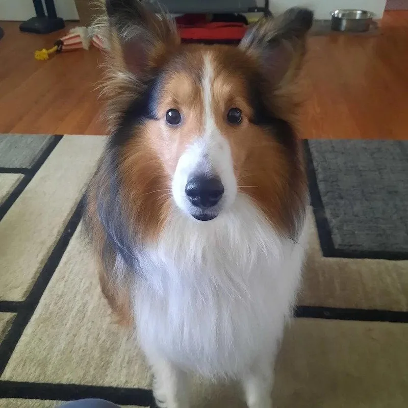 An adult medium-sized male Shetland Sheepdog / Sheltie dog named Hunter for adoption in Dublin, OH