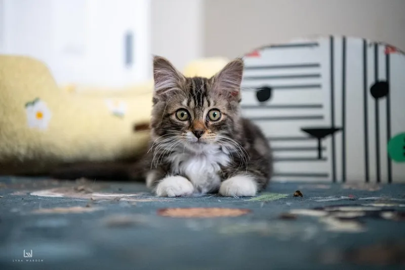 A baby small-sized female Domestic Long Hair cat named Fiorella for adoption in Harpers Ferry, WV