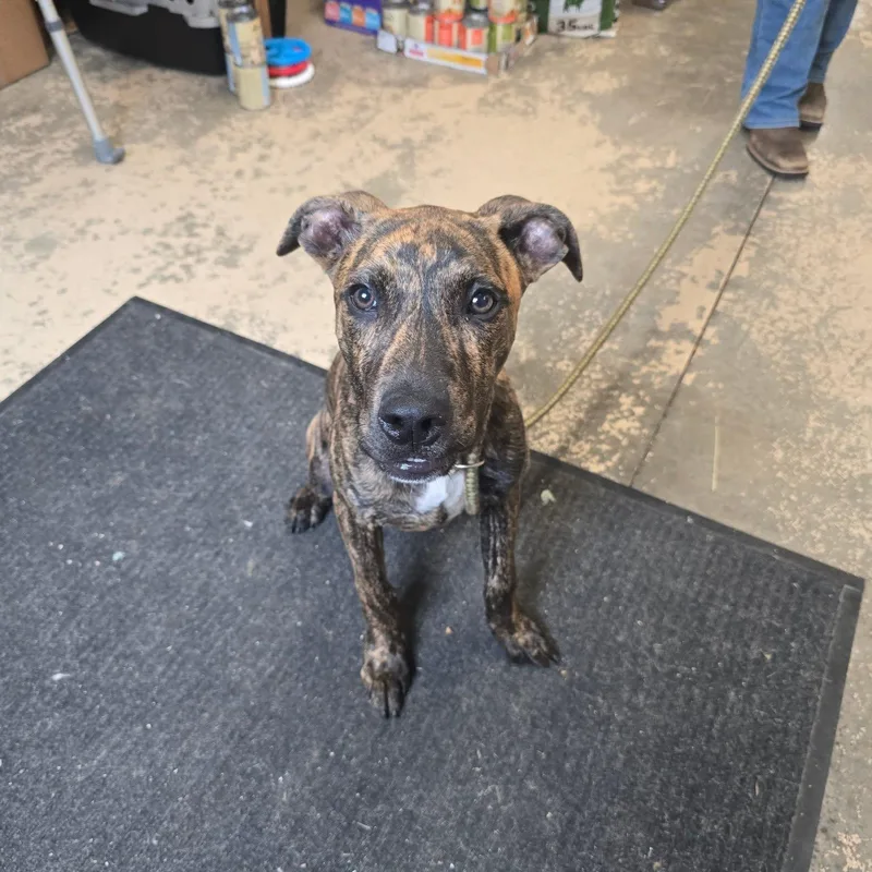 A baby large-sized male Brindle Mixed Breed dog named Donald for adoption in Saint Marys, PA