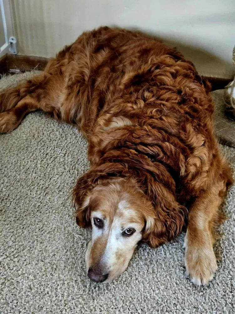 A senior large-sized male Golden Retriever dog named Manny for adoption in Plymouth, MN