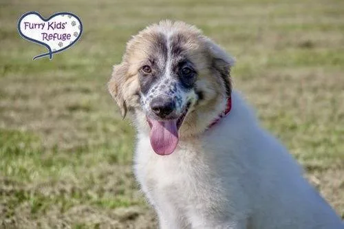 A baby medium-sized female Great Pyrenees dog named Izzie for adoption in Lee's Summit, MO