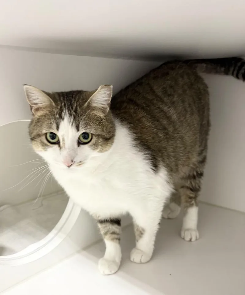 An adult medium-sized female Domestic Short Hair cat named Sassy for adoption in Rochester, IN
