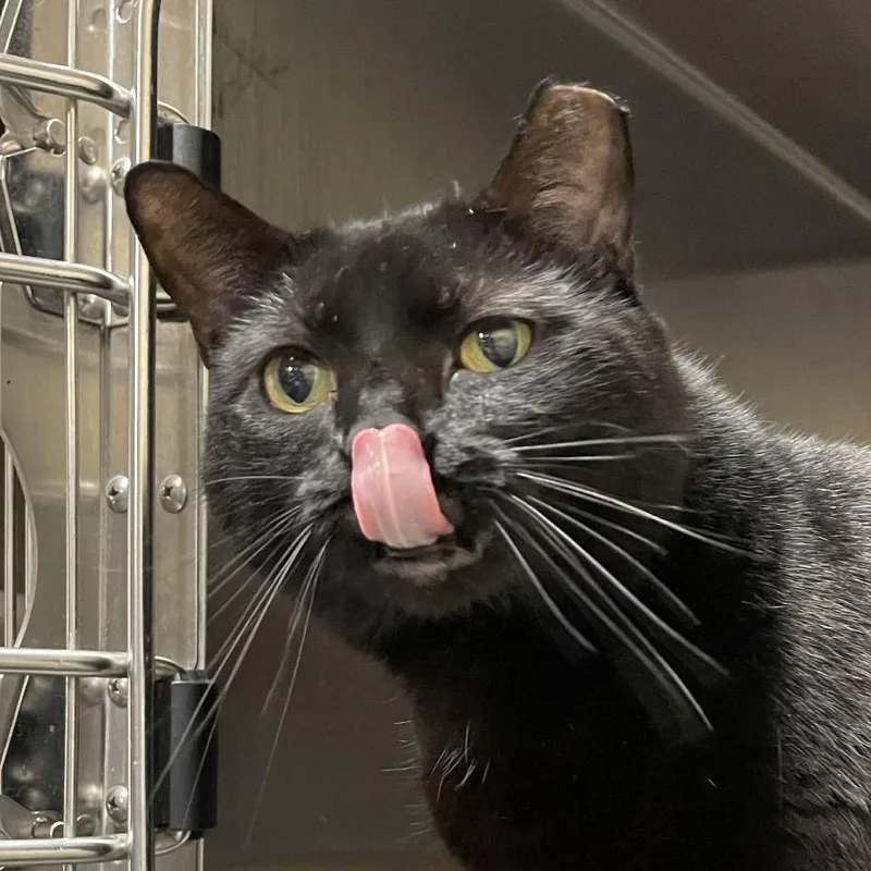 An adult large-sized female Black Domestic Short Hair cat named Butter Stick for adoption in York, PA