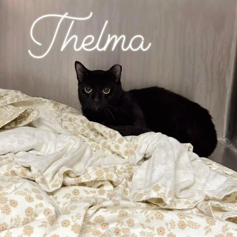 An adult small-sized female Black Domestic Short Hair cat named Thelma for adoption in Pocono Summit, PA