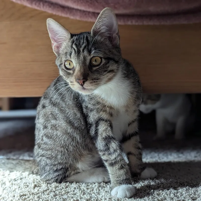A baby medium-sized female Tabby (Buff / Tan / Fawn) Domestic Short Hair cat named Millie for adoption in jacksonville, FL