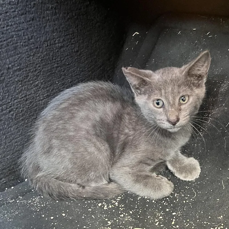 A baby small-sized male Domestic Short Hair cat named Monte for adoption in Edinburg, TX