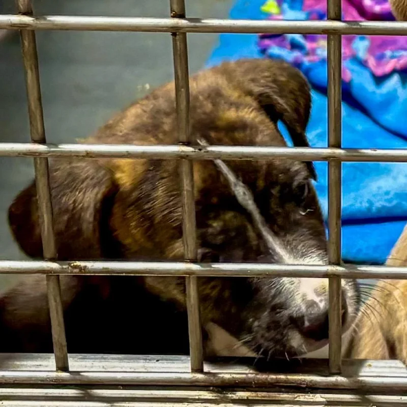 A baby small-sized male Brindle Labrador Retriever dog named Joe for adoption in Austin, TX