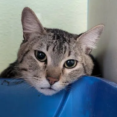 A young medium-sized male Black Domestic Short Hair cat named Oklahoma for adoption in Tacoma, WA