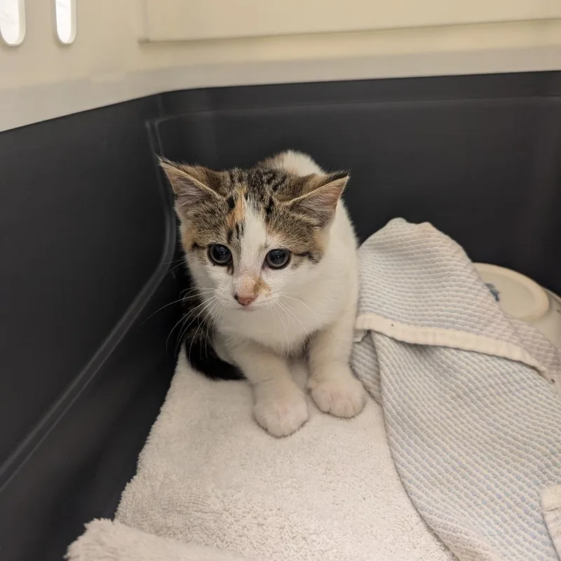A baby small-sized female White Domestic Short Hair cat named Coral for adoption in Charlottesville, VA